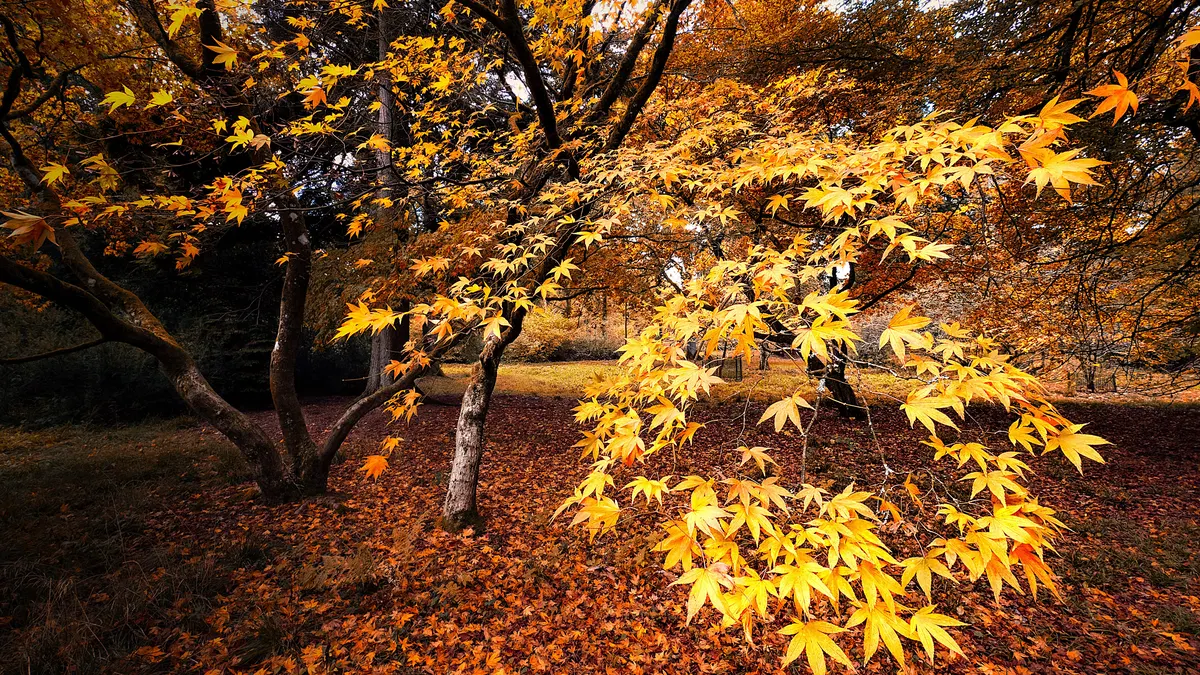 Golden Japanese maple leaves in autumn sunshine